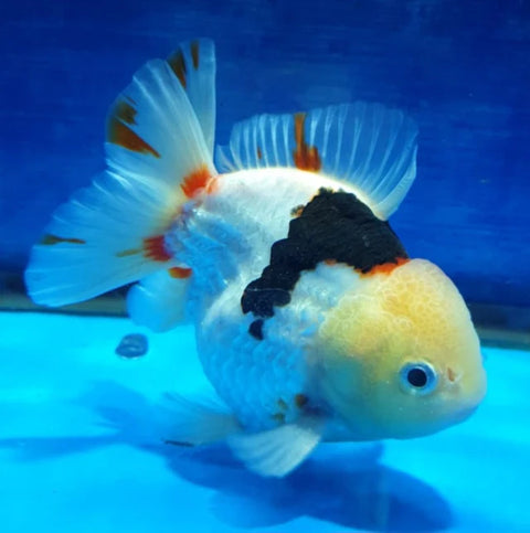 Tri Color - Show Grade Juvenile Oranda Short Body - IN STORE ONLY