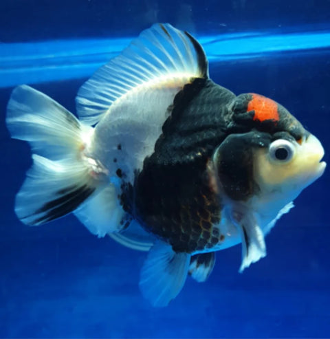 Tri Color - Show Grade Juvenile Oranda Short Body - IN STORE ONLY