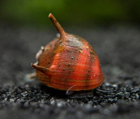 Snail - Thorny Tri-color Nerite - IN STORE ONLY