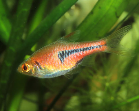 Rasbora - Espei - IN STORE ONLY