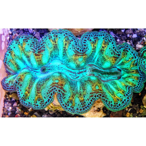 Crocea Ultra Clam 1” (IN STORE ONLY)