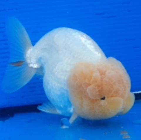 White- Show Grade Juvenile Lionchu Ranchu Big Head - IN STORE ONLY