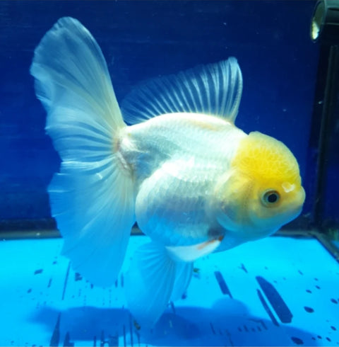 White- Show Grade Juvenile Oranda Regular Body - IN STORE ONLY