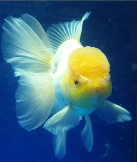 White- Show Grade Juvenile Oranda Regular Body - IN STORE ONLY