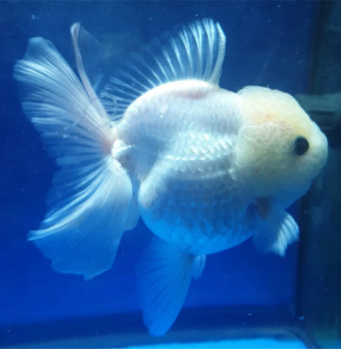 White - Show Grade Juvenile Oranda Short Body - IN STORE ONLY