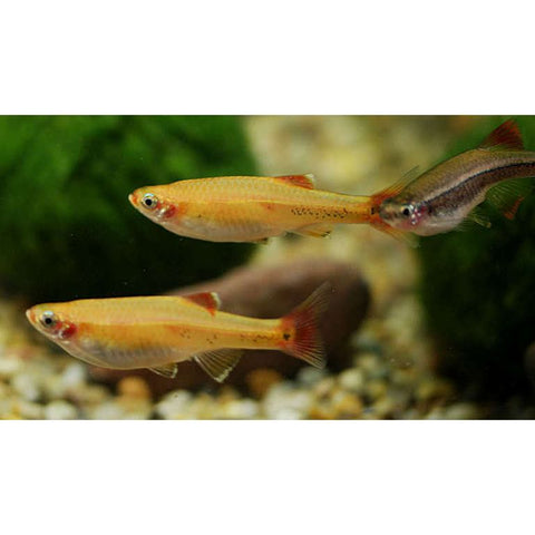 White Cloud Gold Minnow - IN STORE ONLY