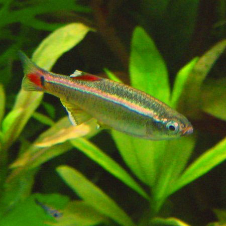 White Cloud Minnow - IN STORE ONLY