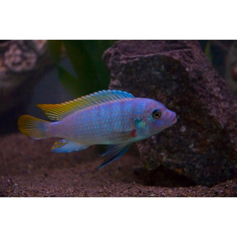 William's Ice Blue Cichlid - IN STORE ONLY