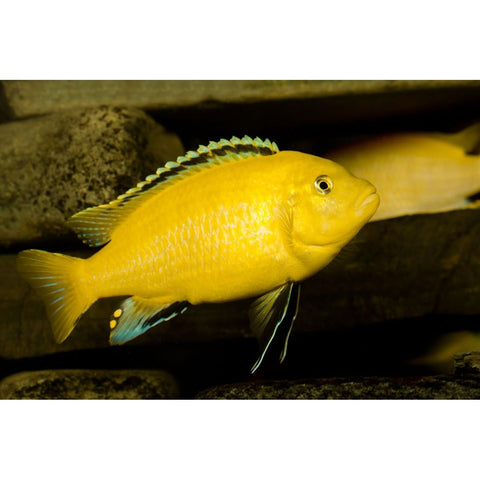 Yellow Lab Cichlid - IN STORE ONLY