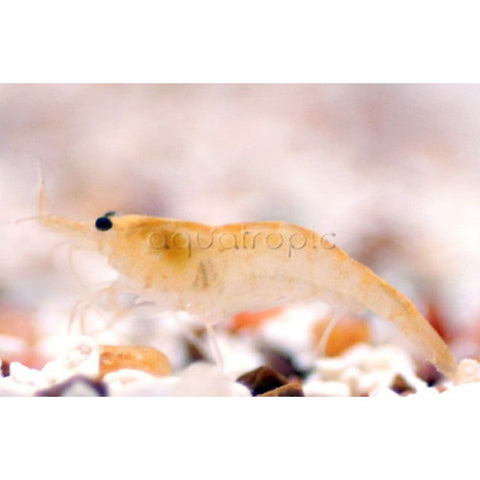 Yellow Neo Shrimp - IN STORE ONLY