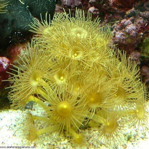 Yellow Polyp (Med) (IN STORE ONLY)