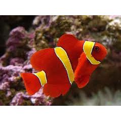 Maroon Clownfish Yellow Striped (IN STORE ONLY)