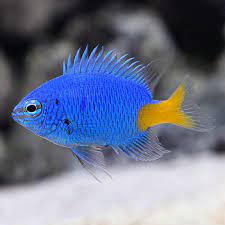 Yellowtail Damsel (IN STORE ONLY)
