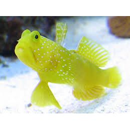 Yellow Watchman Goby (IN STORE ONLY)