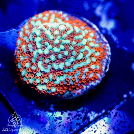 Aquaman Montipora Frag (IN STORE ONLY)