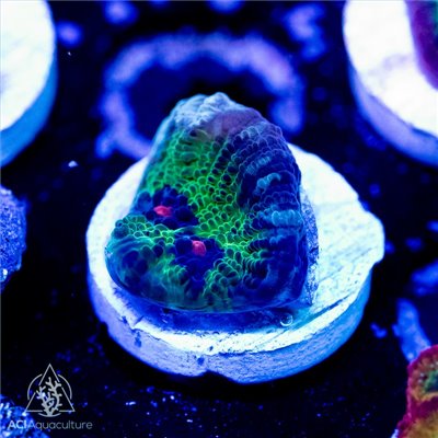 Avatar Chalice Frag (IN STORE ONLY)