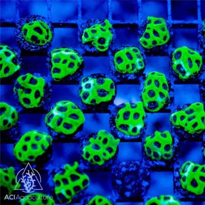 Blackeye Pea Favities Frag (IN STORE ONLY)