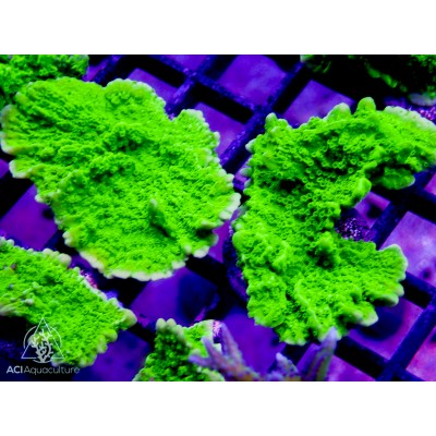 Crystal Experiment Montipora aquituberculata Frag (IN STORE ONLY)