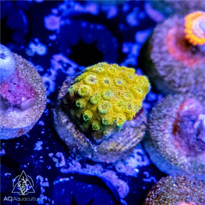 Gold Medal Chyphastrea Frag (IN STORE ONLY)