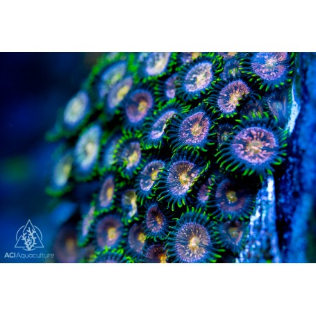 Cultured Nirvana Zoanthid (IN STORE ONLY)
