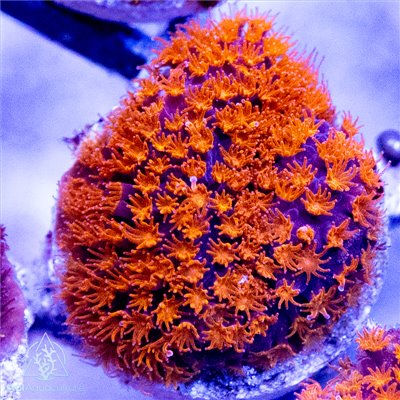 Trick or Treat Stylocoeniella Frag (IN STORE ONLY)