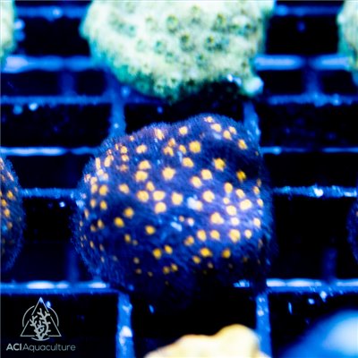 Purple Passion Psammocora Frag (IN STORE ONLY)