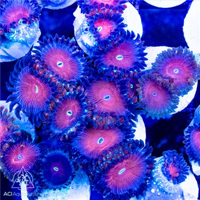 Zoanthid Red People Eater Multi-polyp frag (IN STORE ONLY)