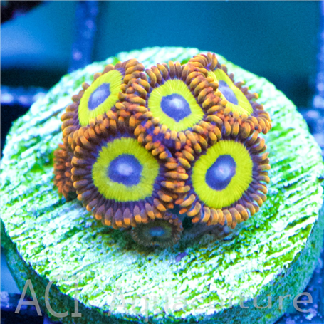 Zoanthid Fruit Loops Multi-polyp frags (IN STORE ONLY)