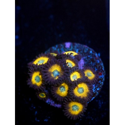 Zombie Banana Zoanthid - Multi polyp (IN STORE ONLY)