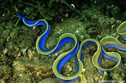 Ribbon Eel (Blue) (IN STORE ONLY)