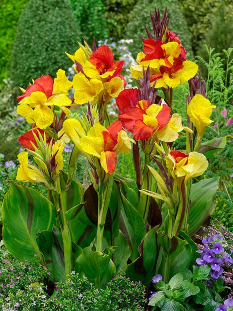 Canna - Cleopatra - IN STORE ONLY