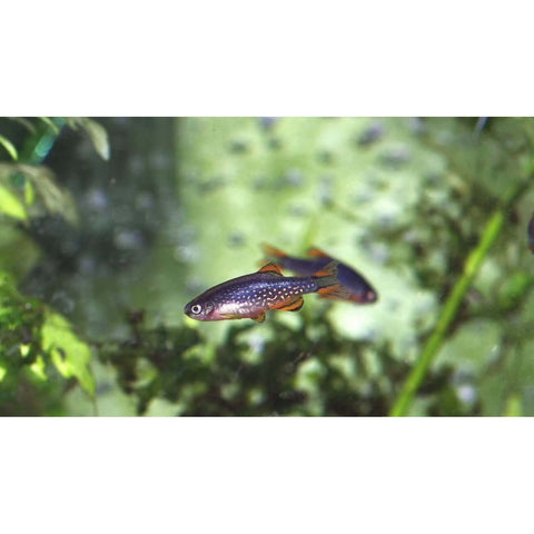 Celestial Danio - IN STORE ONLY
