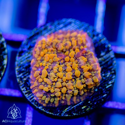 Cloudberry Chalice Frag (IN STORE ONLY)