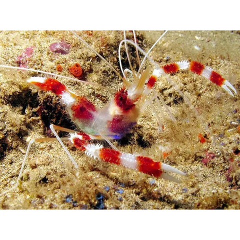 Coral Banded Shrimp (IN STORE ONLY)