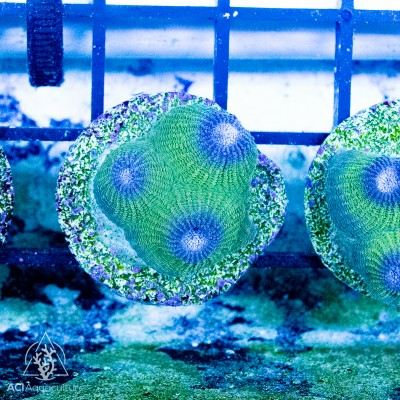 Diploastrea Star coral Frag (IN STORE ONLY)