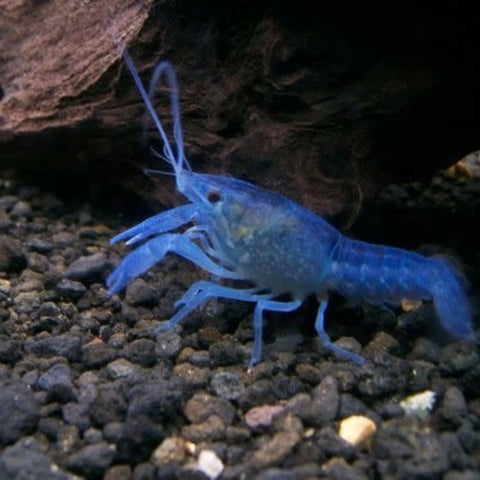 Lobster - Electric Blue - IN STORE ONLY