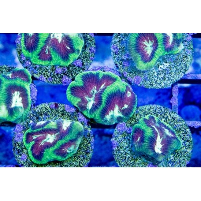 Funky Turtle Goniastrea Maze Frag (IN STORE ONLY)