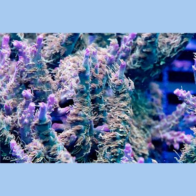 Gallo Loco Acropora sp Frag (IN STORE ONLY)