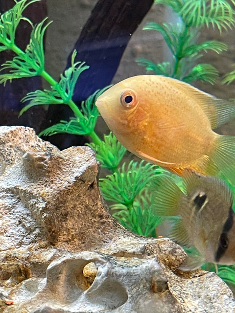 Cichlid - Gold Severum - IN STORE ONLY