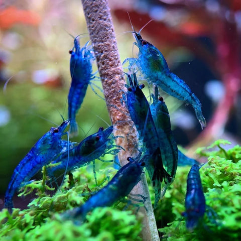 Shrimp - Blue Dream - IN STORE ONLY