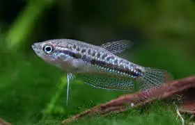 Gourami - Sparkling - IN STORE ONLY