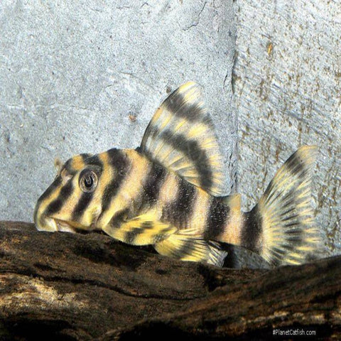 Pleco - L103 Clown Stripe Pleco - IN STORE ONLY