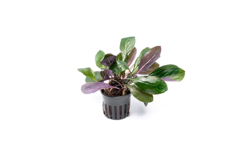 Cardinal Plant - IN STORE ONLY