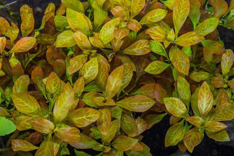 Ludwigia Ovalis - IN STORE ONLY