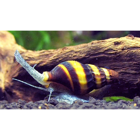 Assassin Snail - IN STORE ONLY