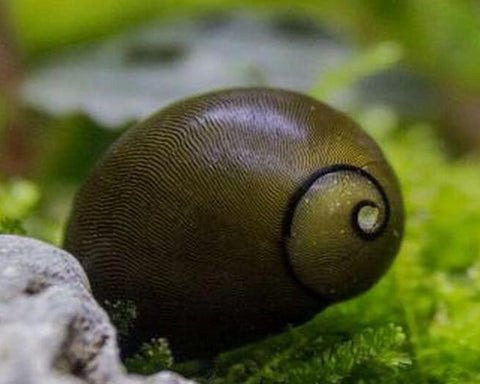 Snail - Olive Nerite - IN STORE ONLY