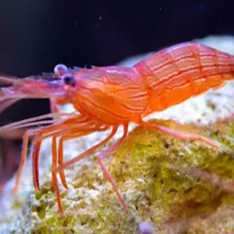 Peppermint Shrimp (IN STORE ONLY)