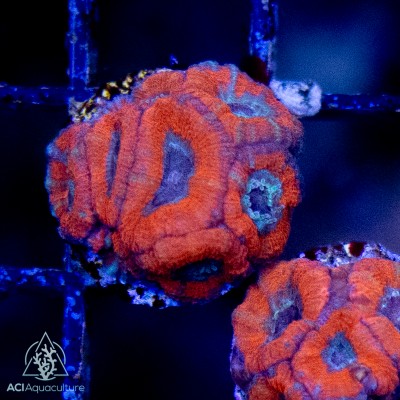 Red Raspberry Micromussa amakusensis Frag (IN STORE 0NLY)