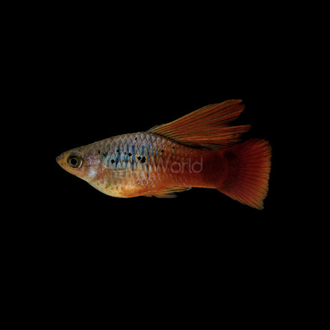Hifin Sunset Blue Platy - IN STORE ONLY