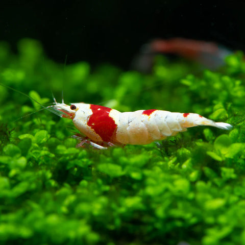 Shrimp - "PRL" Pure Red Line - IN STORE ONLY